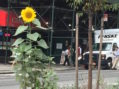 This Week In & Around Chelsea: September 14-21, 2026
