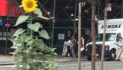 This Week In & Around Chelsea: September 14-21, 2026