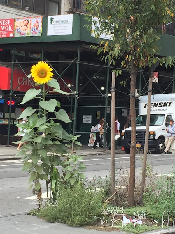 This Week In & Around Chelsea: September 14-21, 2026