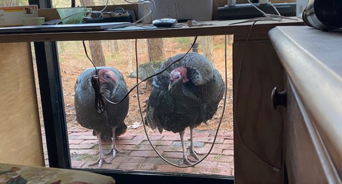 Talking Turkey about Truro Talking Turkey about Truro