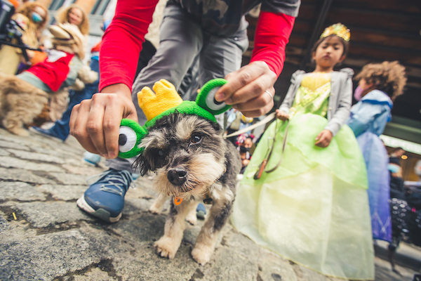 Runway Ready Rovers Rule as Meatpacking’s Doggie Costume Contest Returns with a New Leash on Life
