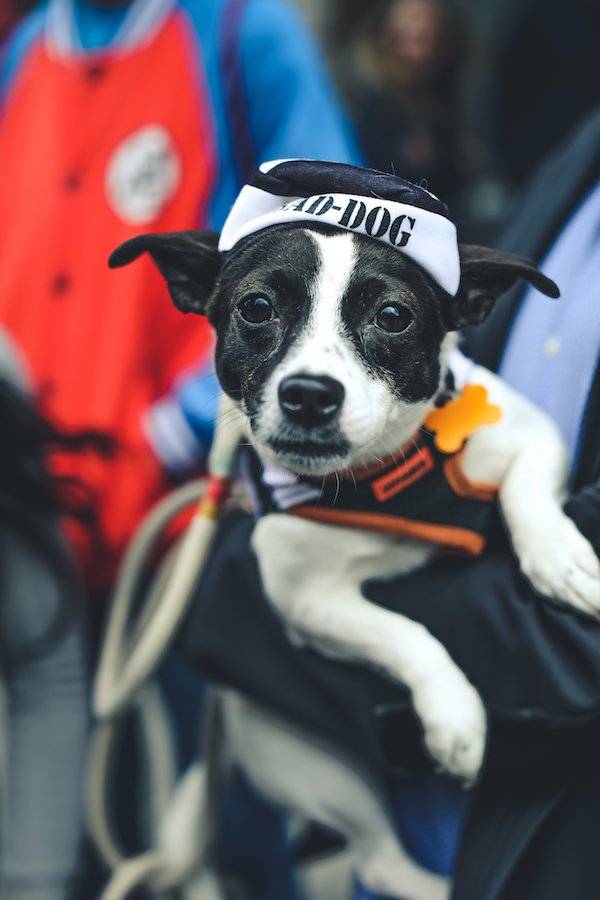 IMAGE DISTRIBUTED FOR NFL - A corgi dog dressed in Los Angeles Rams pet gear  participates in a fashion show at NFL Corgi Beach Day, Saturday, Oct. 28,  2017 in Huntington Beach