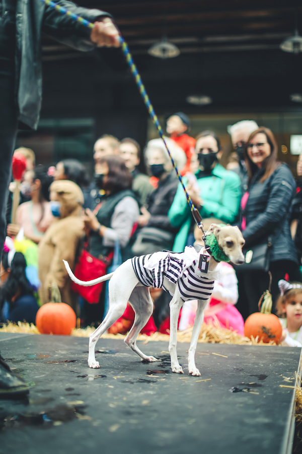 IMAGE DISTRIBUTED FOR NFL - A corgi dog dressed in Los Angeles Rams pet gear  participates in a fashion show at NFL Corgi Beach Day, Saturday, Oct. 28,  2017 in Huntington Beach