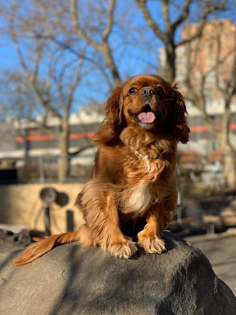 Royal Title, Waggy Tail, Perfectly Manicured Paws: Furry Friend Izzy Leaves Footprint on Chelsea as Large as Her Loving Heart