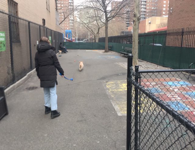 Penn South Dog Run Closing Soon: New Leash on Life Nearby?