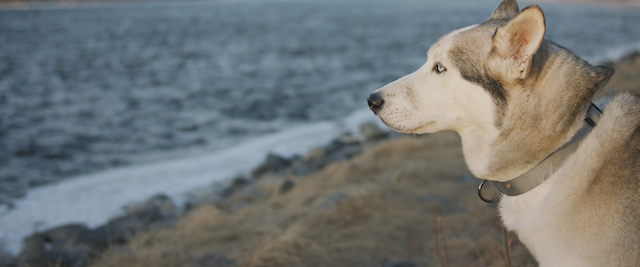Chelsea Filmmaker’s ‘Dog’ Has its Day, Screening at Village East by Angelika