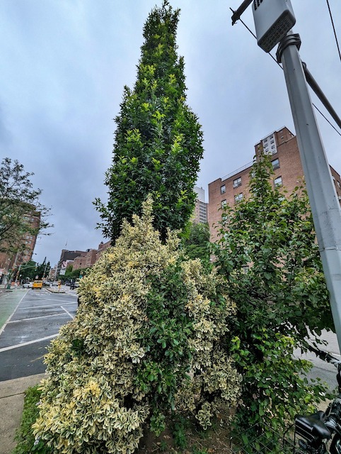 Denis' garden at W. 18th St. & 9th Ave. | Photo by Kent Wang