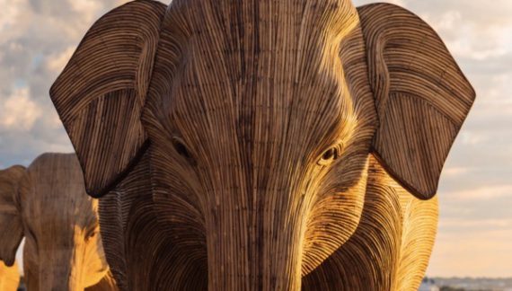 Massive Meatpacking Pachyderm Project Seeks ‘Great Migration’ Guardians