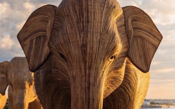 Massive Meatpacking Pachyderm Project Seeks ‘Great Migration’ Guardians