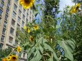 Late Summer Walking Tour a Testament to How Chelsea Garden Club Endures