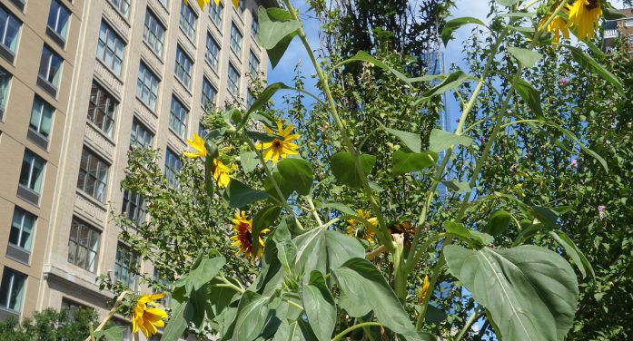 Late Summer Walking Tour a Testament to How Chelsea Garden Club Endures